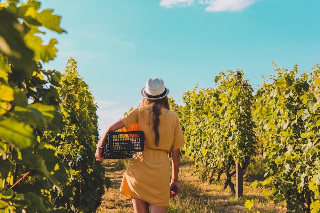 A woman walking in an open cellar in one of Europe's most beautiful wine towns during late August harvest season.
