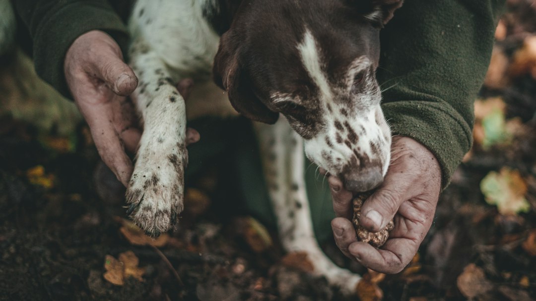 Trifolao and dog hunting white truffle during truffle season in the Langhe woods